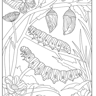 A coloring page for the Caterpillar Transformation category